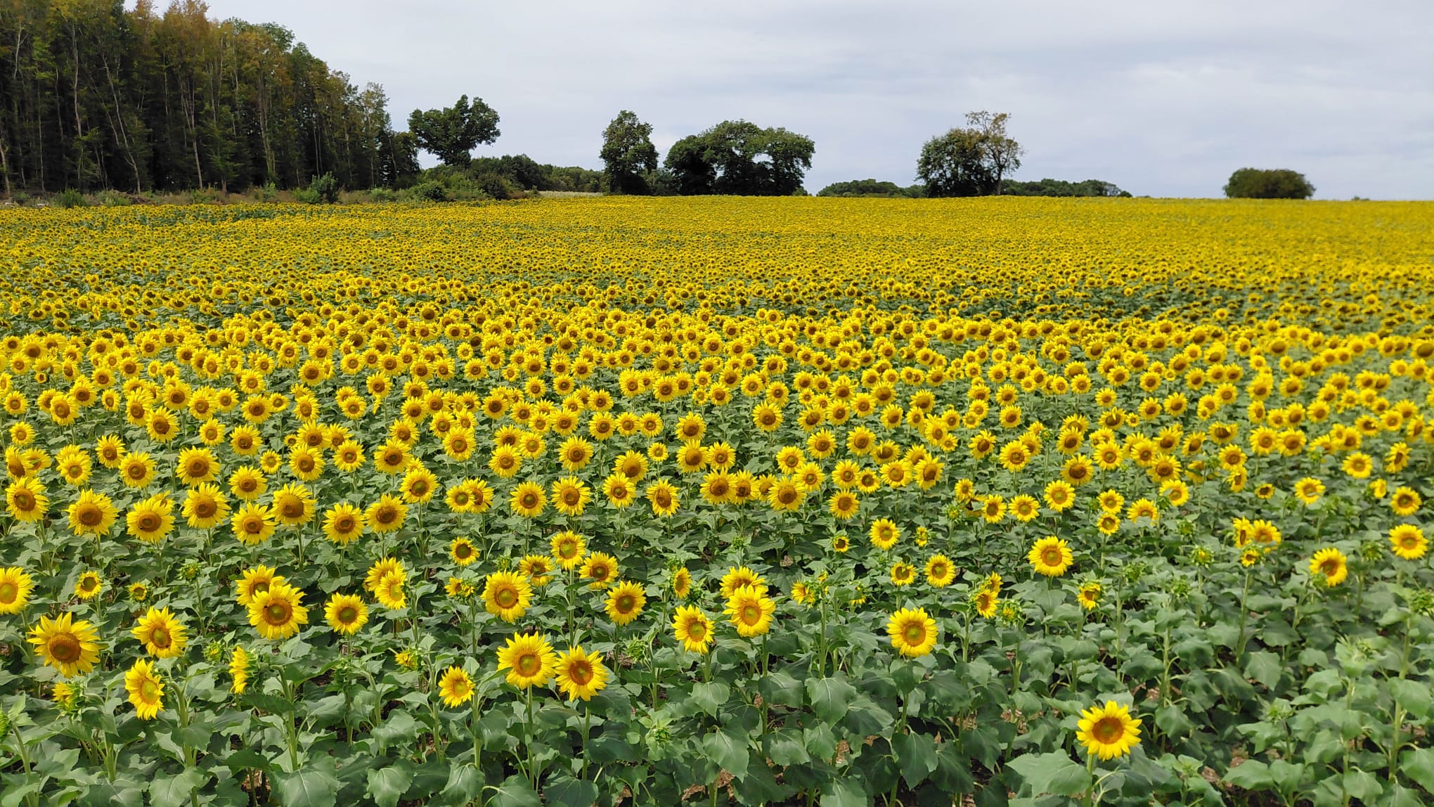 Champ de tournesols en Charente-Maritime